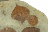 Plate with Five Fossil Leaves (Three Species) - Montana #271013-1